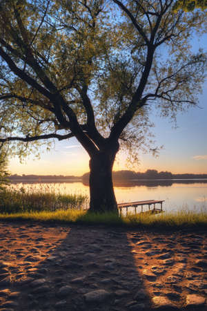 Old tree casting a shadow on stone road by the lake.の写真素材