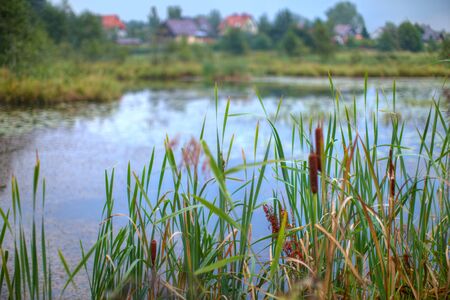 Reed Mace growing at the edge of a small pond.の写真素材