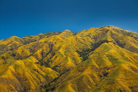 Flower covered mountains of Big Sur, Californiaの写真素材