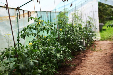 green tomatoes in a greenhouse, on a small farm.の写真素材