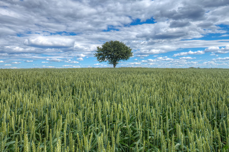 Single tree growing in a wheat field.の写真素材