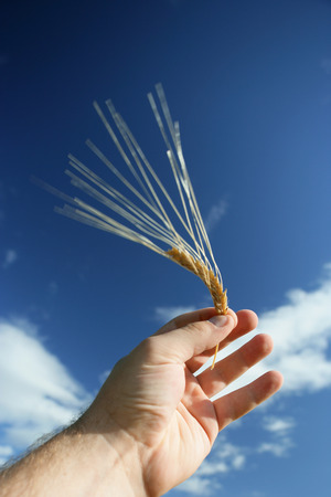 Hand with single wheat grassの写真素材