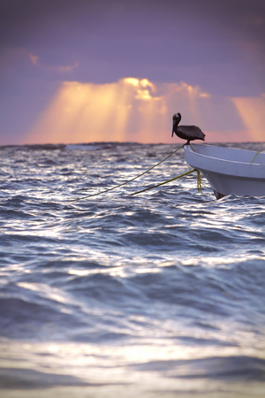 Pelican resting on a small fishing boat at dawn.の写真素材