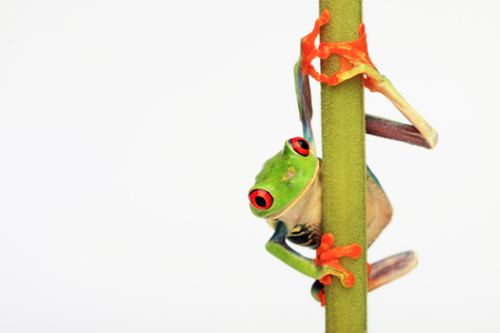 Red-eyed tree frog hanging off a branchの写真素材