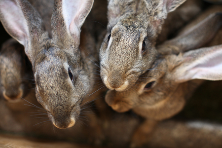 Rabbits on a farm.の写真素材