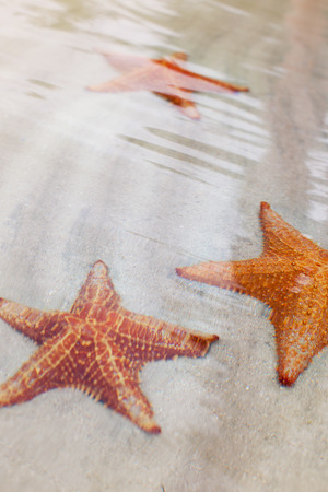 Starfish in shallow waters.の写真素材