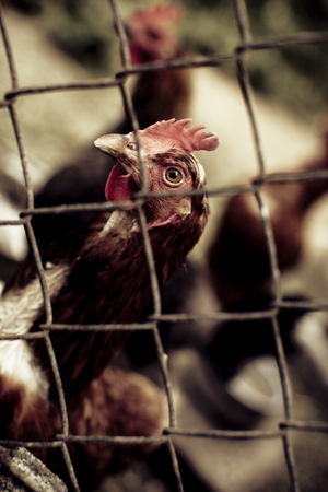 detail of a chickens behind a fence on an small farmの写真素材