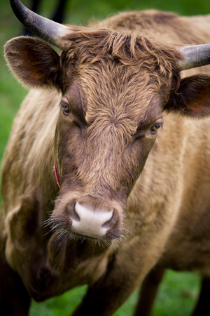 Portrait of a Brown Cow.