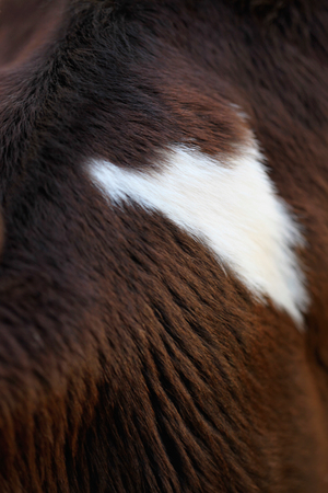 Brown cowhide detail.