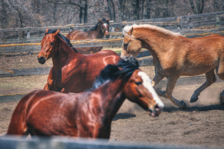Playful Horses at Stablesの写真素材