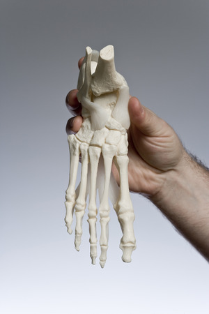 Doctor holding a life-size foot model.の写真素材