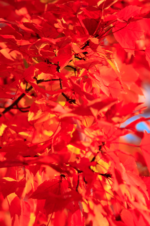Autumn leaf backgroundの写真素材