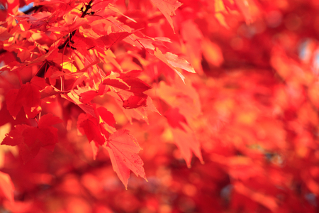 Autumn leaf backgroundの写真素材