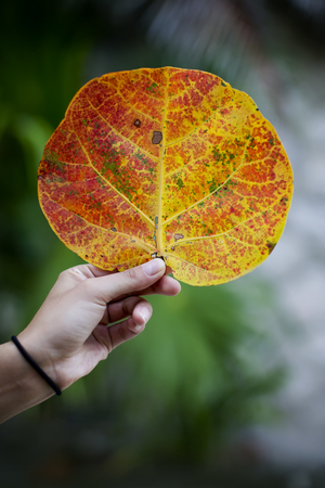 woman holding a big colorful leaf.の写真素材