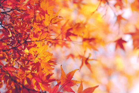 Fall leaves background