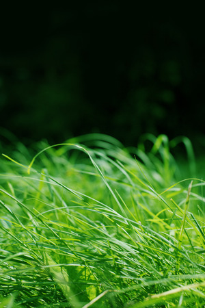 Long green grass detail.の写真素材