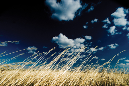 Golden grasslands in Poland. Grainy image.の写真素材
