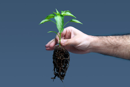 Man holding plant with roots exposedの写真素材