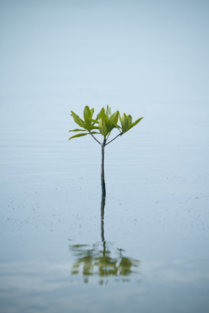 Lone Mangrove sprouting out of the shallow waters at Caye Cailker, Belize.の写真素材