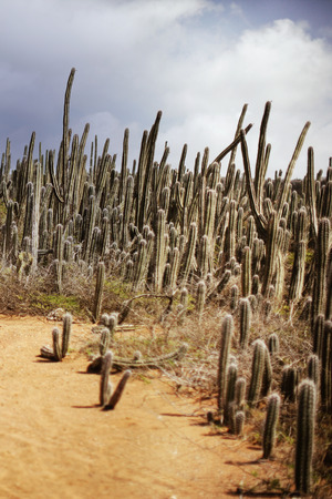 cactus forest on a tropical islandの写真素材