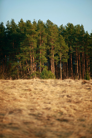 Grassy field with forest on horizon.の写真素材