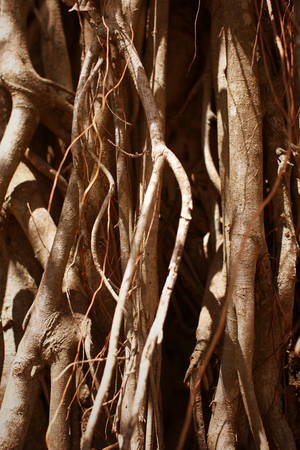 Detail of Tree Roots.の写真素材