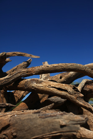 Old dried up driftwood on the shore.の写真素材