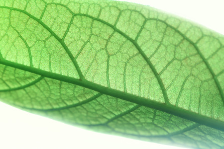 Detail of a Avocado leaf.の写真素材