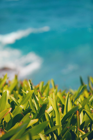 Plants growing on cliff with water in background.の写真素材