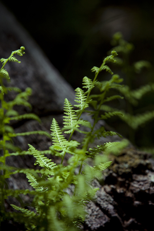 Fern in a dense forest.の写真素材