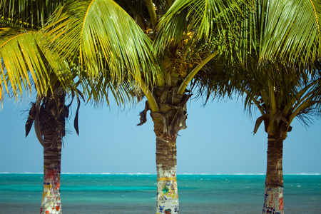 Three Palm Trees with their trunks painted.の写真素材