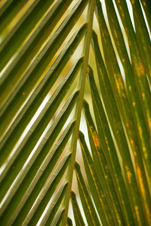Detail of a faded palm tree.の写真素材