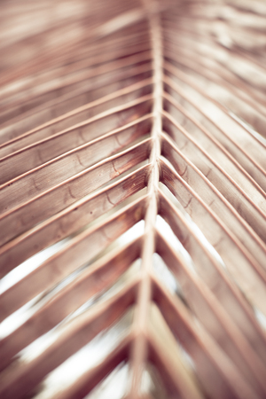 detail of a dried out Palm Tree.の写真素材