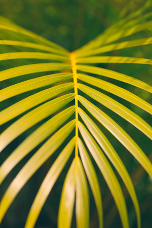 Detail of palm leafの写真素材