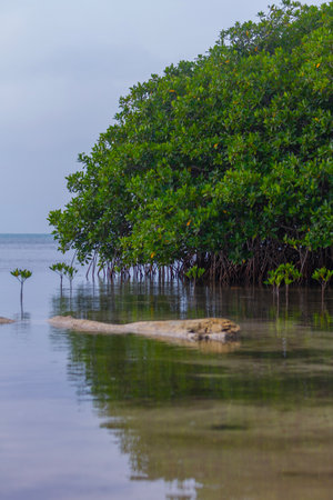 Lush green mangrove trees with intricate prop roots thrive in the calm, shallow coastal waters of a tropical island, essential for coastal preservation and habitat creation.の写真素材