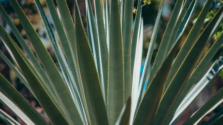 A detailed, close-up shot of the vibrant, spiky leaves of a blue agave plant with copy spaceの写真素材