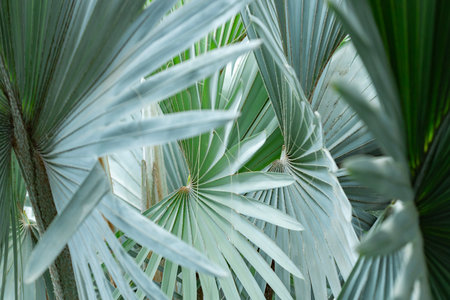 full frame Silver Bismarck Palm tree background image with copy space