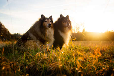 Two collies sit in a meadow at sunset in fine weatherの写真素材
