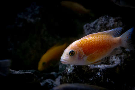Several goldfish in an aquarium