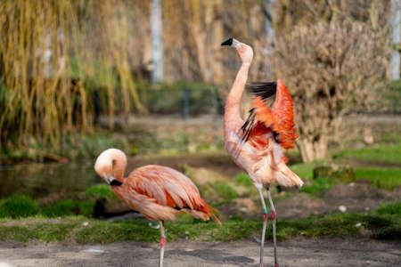 A group of flamingos in a water pond in fine weatherの写真素材