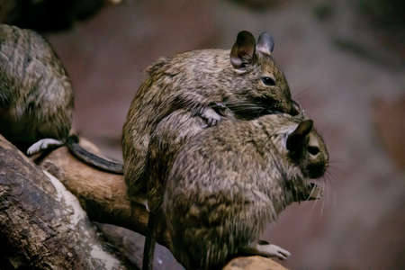 Little mice sit huddled together in a dark caveの写真素材