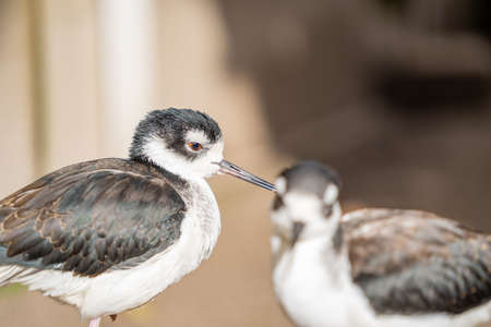 A Black-winged stilt in a German aviary in fine weatherの写真素材