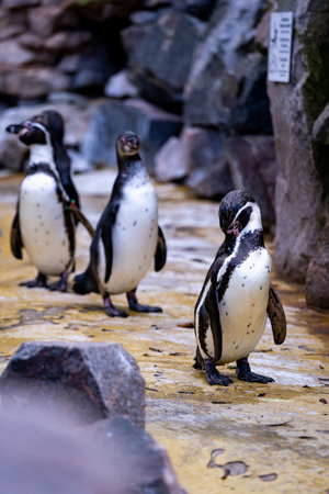 A group of penguins in a German zoo in fine weatherの写真素材