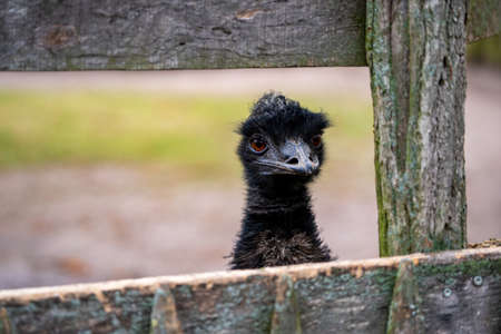 An emu looks over a wooden fence in fine weatherの写真素材
