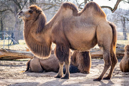 A proud camel stands tall in a German zoo when the weather is niceの写真素材