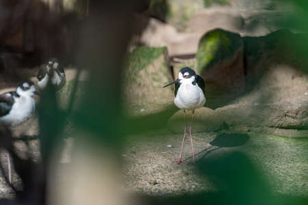 A Black-winged stilt in a German aviary in fine weatherの写真素材