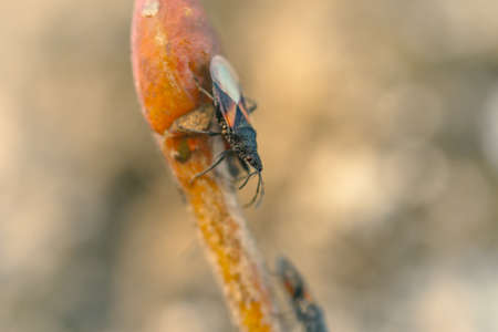 Two beetles are sitting on a thin branch