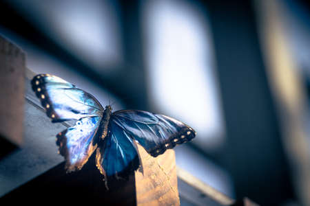 A pretty butterfly in a German butterfly houseの写真素材
