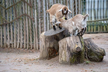 Pygmy goats in a German petting zoo in nice weatherの写真素材