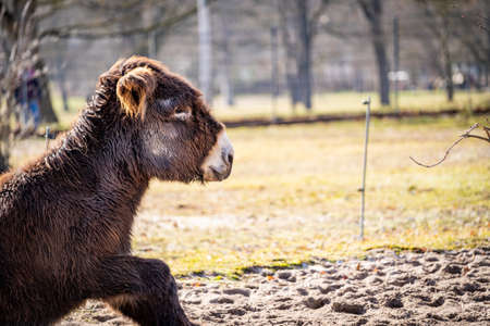 A donkey lies on the ground on a farm and rests just before getting up.の写真素材